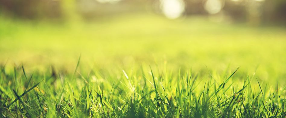 Rasen säen: Darauf sollten Sie achten