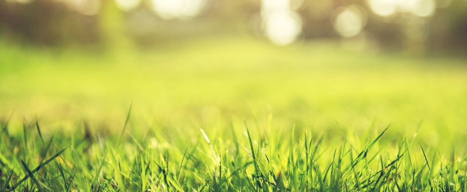 Rasen vertikutieren und lüften: So geht’s richtig