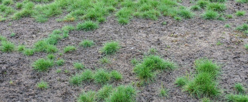 Rasenkrankheiten - und was Sie dagegen tun können