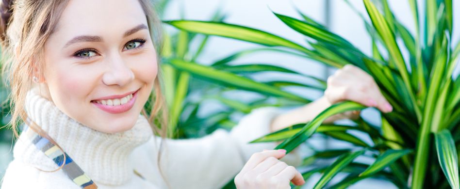 Raumklima: 7 Gesunde Zimmerpflanzen für Ihre Wohnung