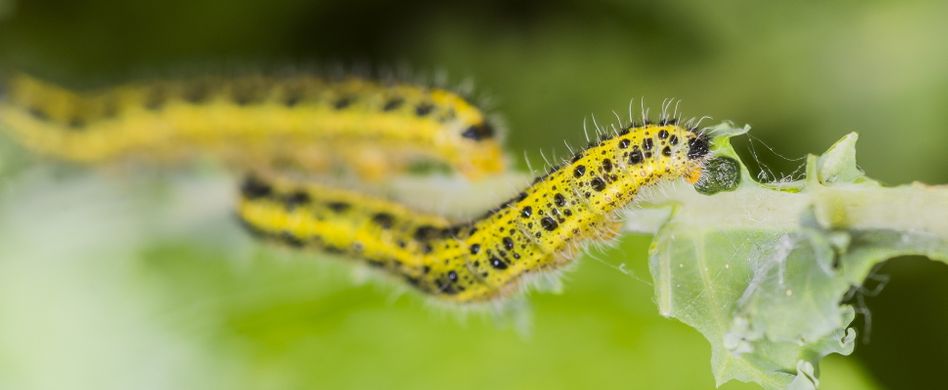 Raupenarten im Garten: 6 typische Schädlinge