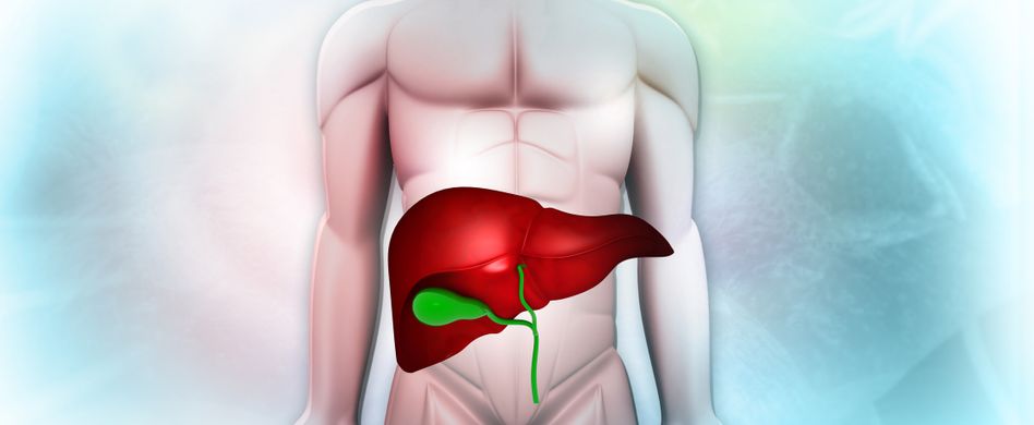 anatomie von menschlicher leber und galle