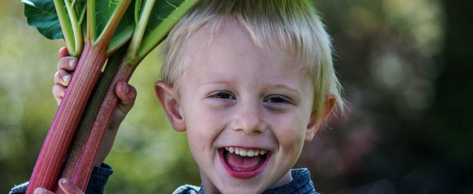 Rhabarber: Das steckt alles in dem Stangengemüse