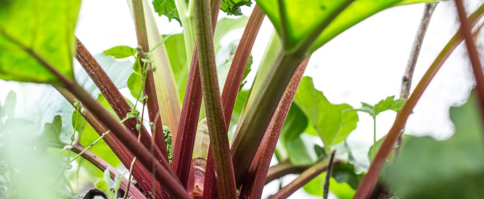 Rhabarber pflanzen, pflegen und ernten