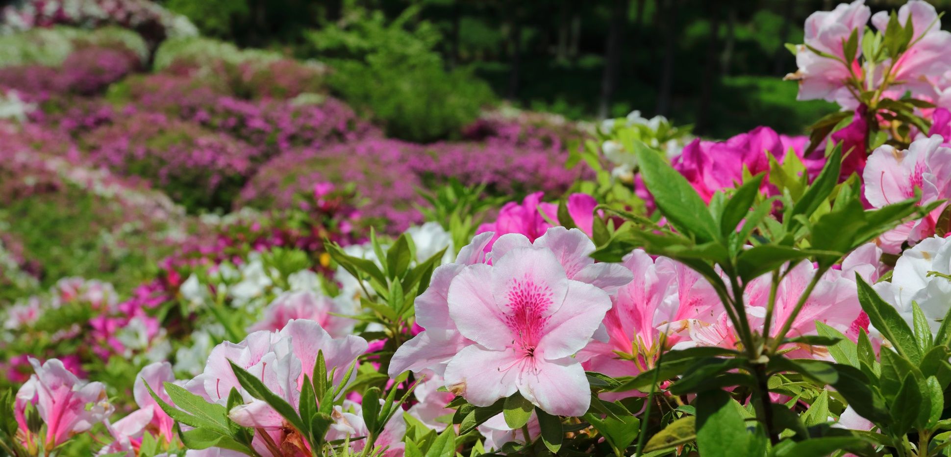 Rhododendron umpflanzen  Wichtige Tipps zu Zeit, Ort und wie Sie vorgehen