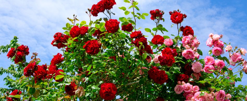 Rosen düngen: Wann und wie?