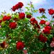 Rosen düngen: Wann und wie?