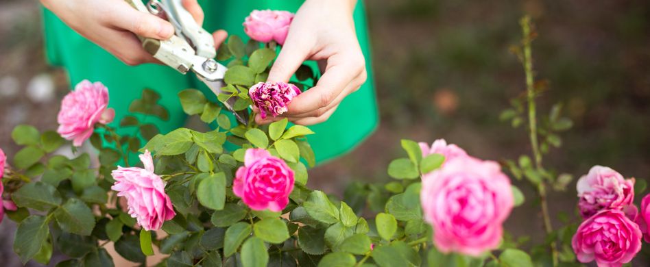 Rosen schneiden: 4 Fehler, die Sie im Frühjahr vermeiden sollten