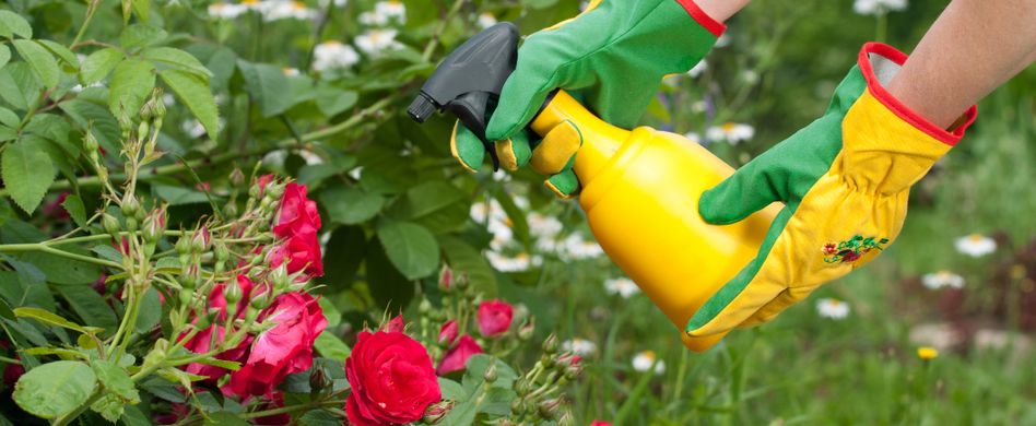 Rosen: Typische Krankheiten und Schädlinge bekämpfen