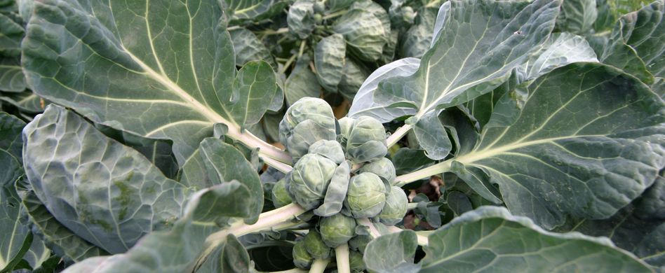 Rosenkohl pflanzen: So gedeiht das gesunde Gemüse am besten