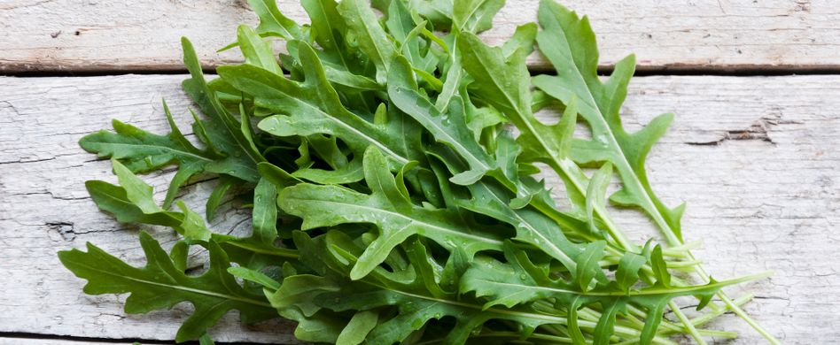 Rucola:  Interessantes zur Rauke