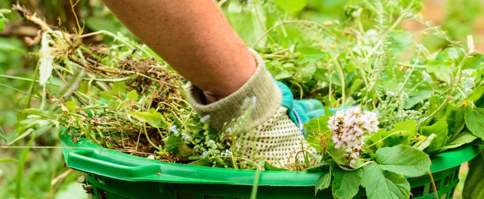 Salz & Essig gegen Unkraut: Ist das erlaubt?