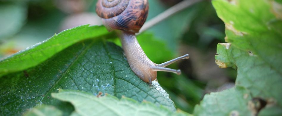 Schädlinge im Gemüsebeet: Was tun gegen Schnecken und Co.?