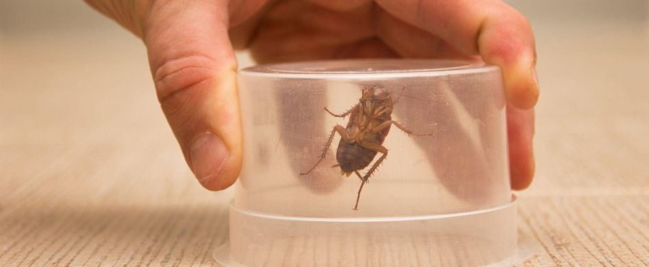Schädlinge im Haus bestimmen und bekämpfen