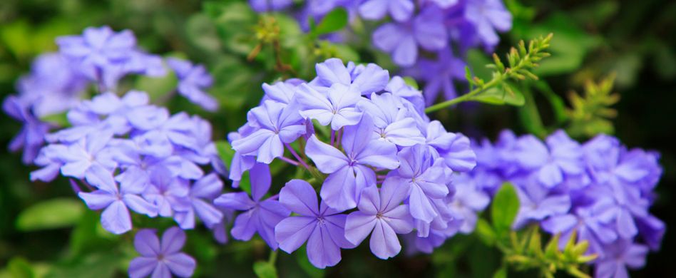 Schattenpflanzen für Zimmer und Garten: 5 repräsentative Arten