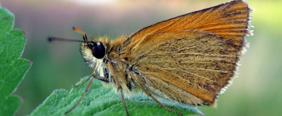 Schaurig-schön: 5 typische Nachtfalter in Deutschland