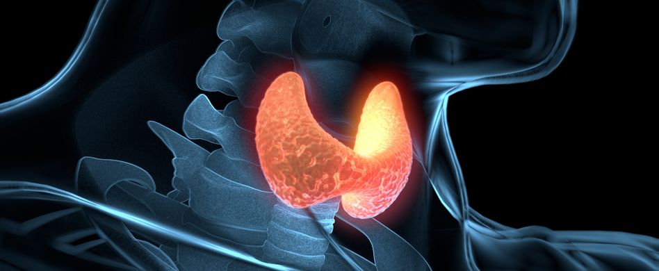 Schilddrüsenerkrankung vorbeugen: So wichtig ist Jod für die Schilddrüse