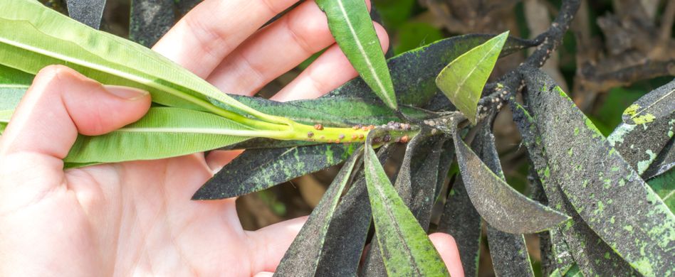 Schildläuse bekämpfen: 4 Tipps gegen die Schädlinge