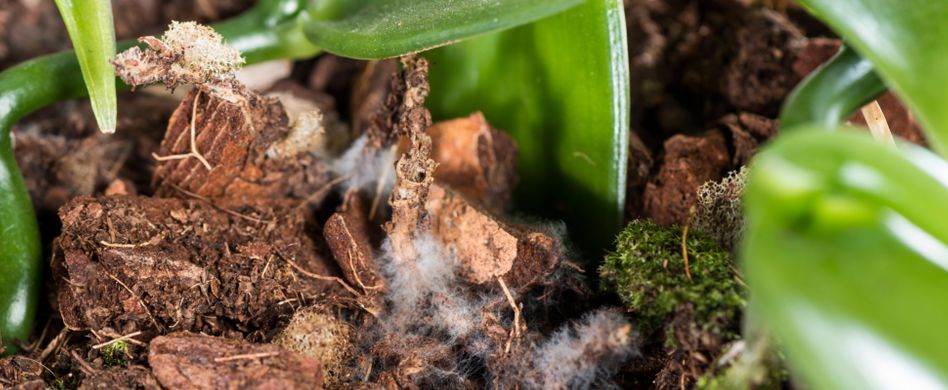 Schimmel auf Blumenerde: Was tun?
