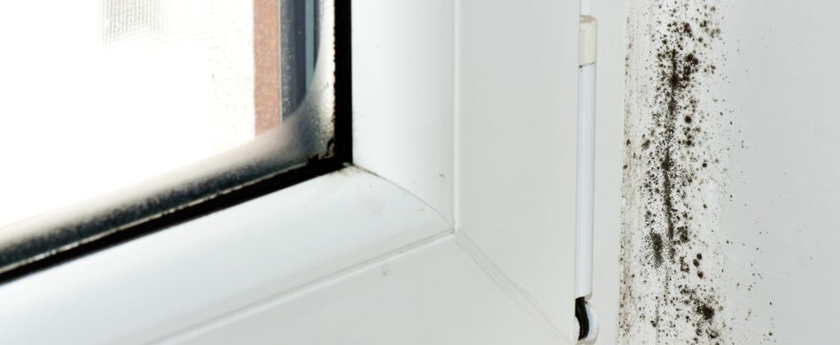 Schimmel in der Wohnung: Sofort die richtigen Schritte einleiten