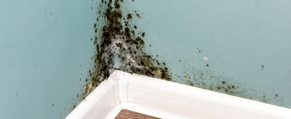 Schimmelpilzallergie: Wenn Pilzsporen zu Atemproblemen führen