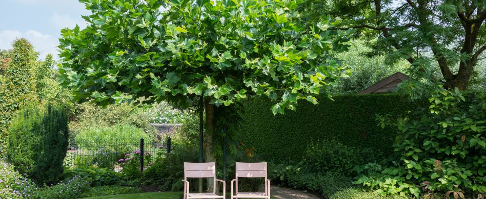 Schnellwachsende Bäume für den Garten