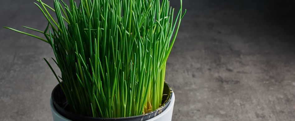 schnittlauch in weißem topf