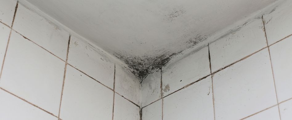 Schwarzen Schimmel im Bad entfernen: Hausmittel, Fungizid oder Fachmann?