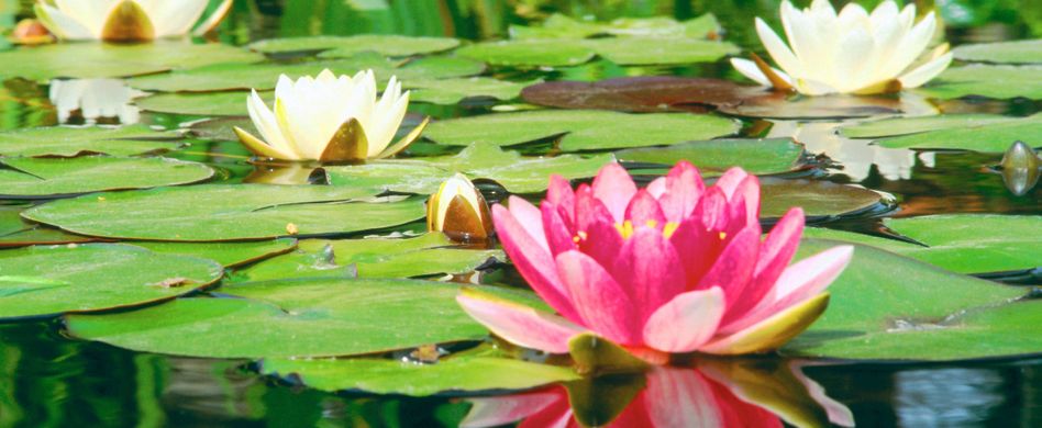 Seerosen pflanzen: So setzen Sie die schönen Teichpflanzen
