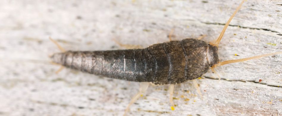 Silberfische bekämpfen: So werden Sie die Tierchen los