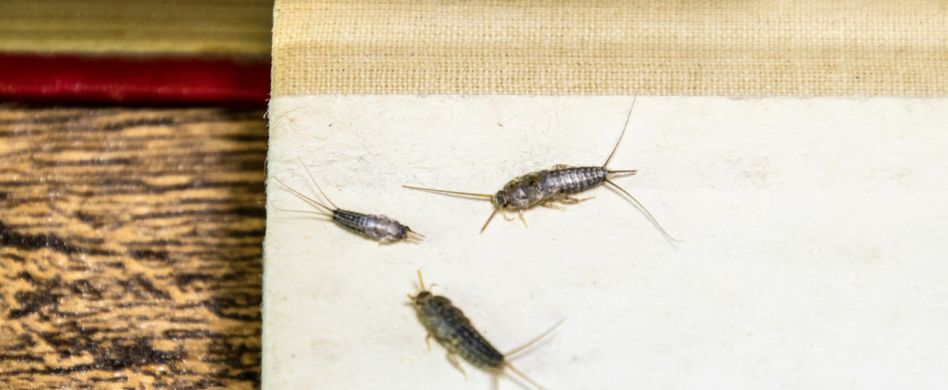 Silberfische bekämpfen: So werden Sie die Tiere los