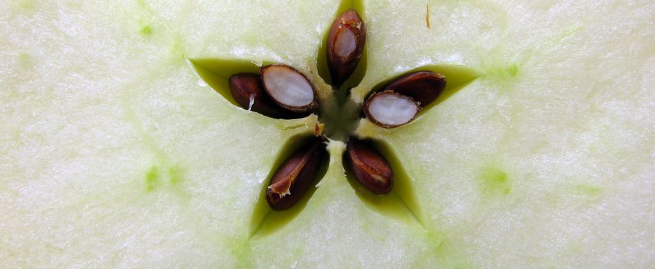 Sind Apfelkerne giftig?