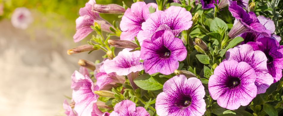 Sind Petunien giftig? Das sollten Sie über die Balkonpflanze wissen