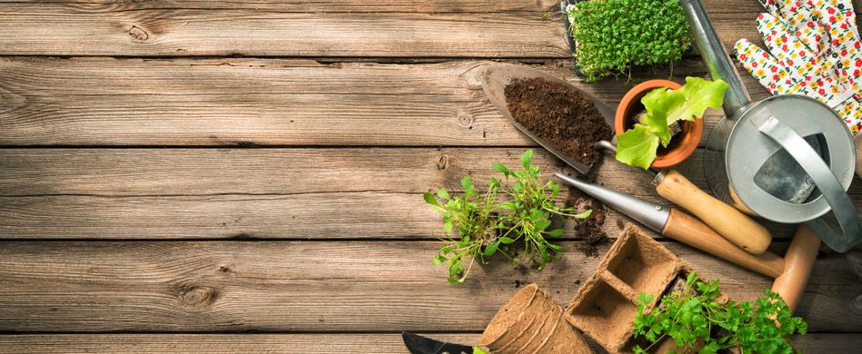 So bekommen Sie einen grünen Daumen