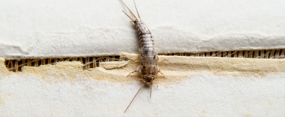 So krabbelt es in deutschen Haushalten: Interview mit einem Schädlingsbekämpfer