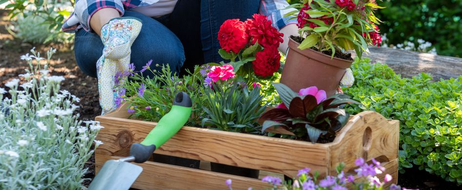 So legen Sie ein Staudenbeet für jede Jahreszeit an