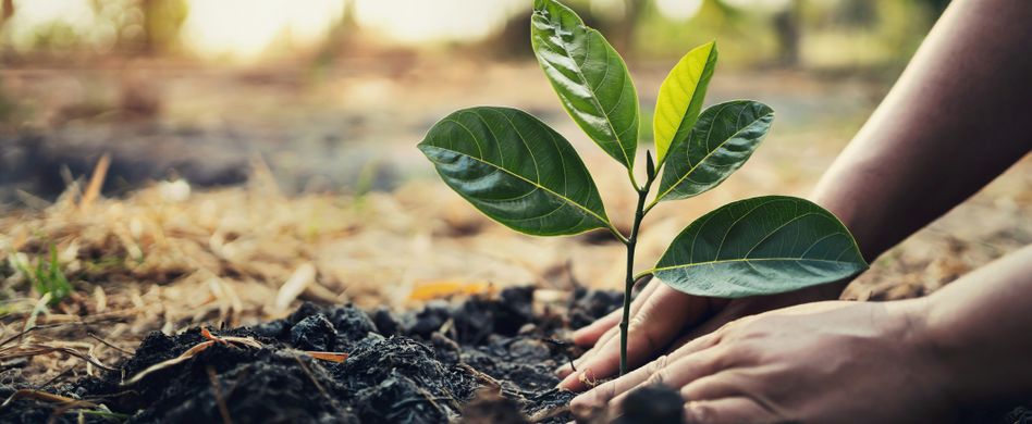 So pflanzen Sie einen Baum: Schritt für Schritt Anleitung
