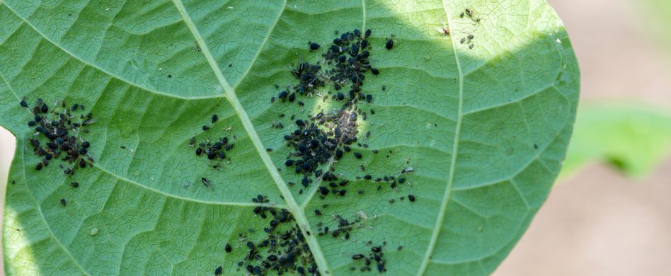 So werden Sie Blattläuse los