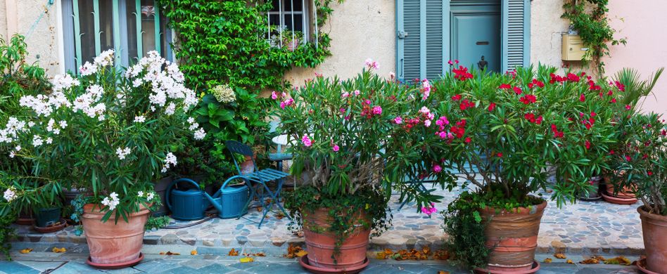 Solitärpflanzen: 7 schöne Einzelgänger für den Garten