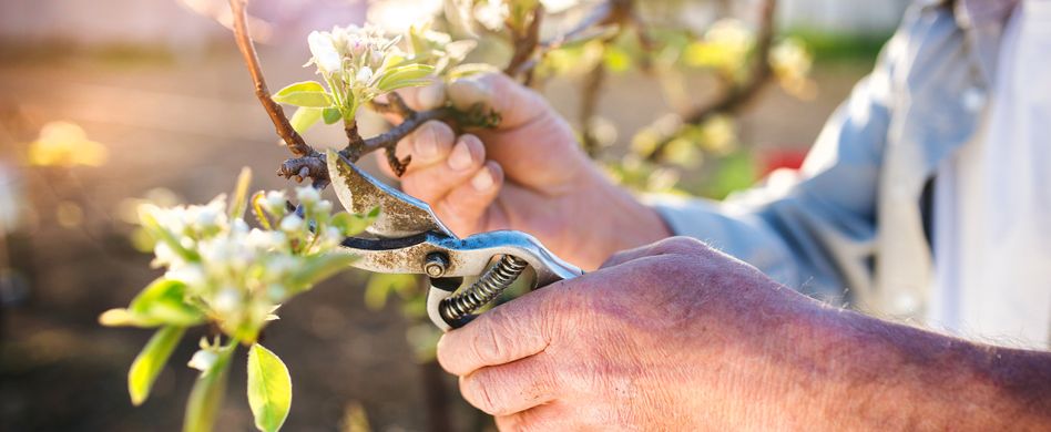 Sommerschnitt für Obstbäume: 3 Tipps für eine reiche Fruchternte