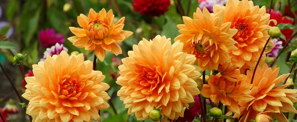 Spätblüher: Mit diesen Pflanzen verlängern Sie die Gartensaison