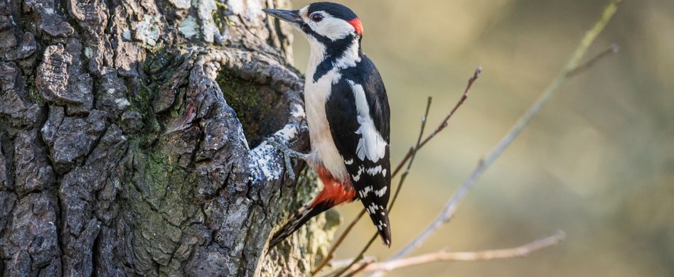 Specht vertreiben: 5 Tipps gegen den hartnäckigen Vogel