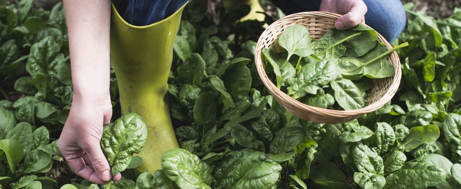 Spinat anbauen: Gesundes Gemüse im Frühjahr säen