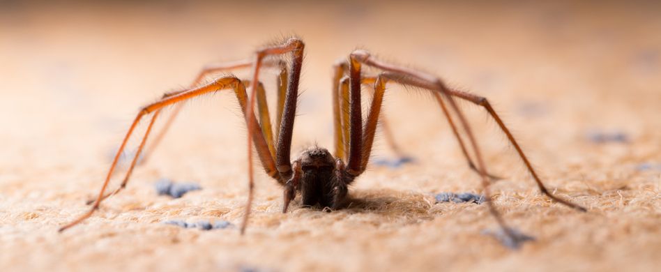 Spinnen vertreiben: 4 Mittel gegen die ungebetenen Gäste