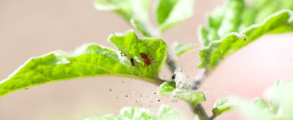 Spinnmilben bekämpfen: Tipps gegen die lästigen Schädlinge