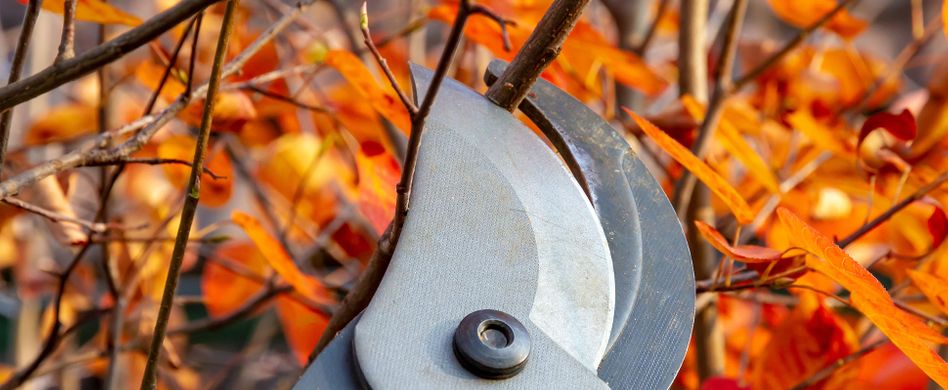 Sträucher schneiden: Welche im Herbst dran sind und wie es geht