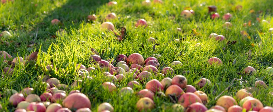 Streitthema Fallobst: Muss ich es in meinem Garten dulden?