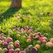 Streitthema Fallobst: Muss ich es in meinem Garten dulden?
