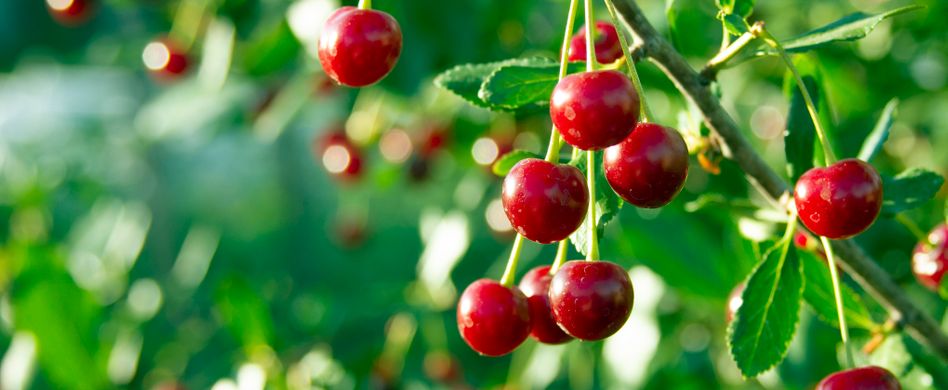 süßkirschen an kirschbaum hängend