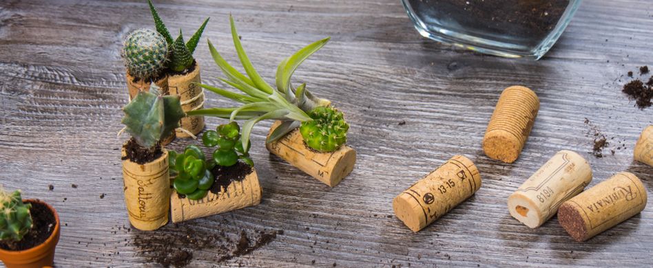 Sukkulenten in Korken: Mini-Pflanzendeko selber machen